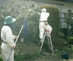 蜂の巣駆除作業中 hatinosu.gif