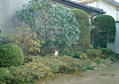 庭